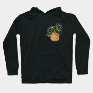 Alocasia black velvet Hoodie